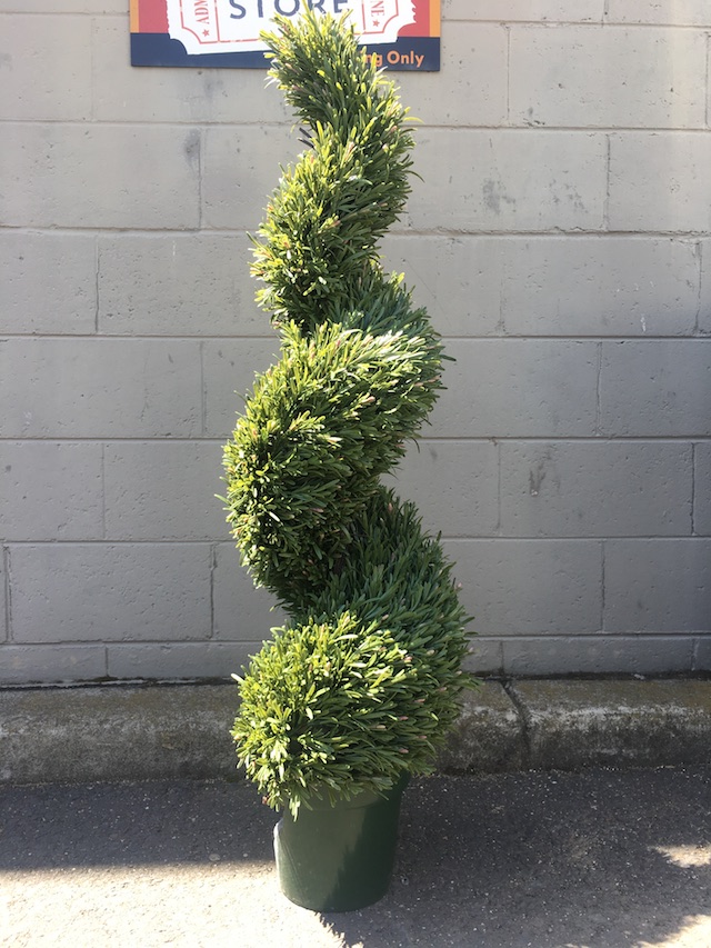 GREENERY, Topiary - Rosemary Spiral - 150cm H